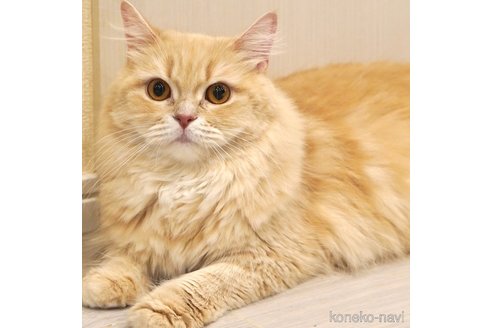 こむぎちゃん1枚目